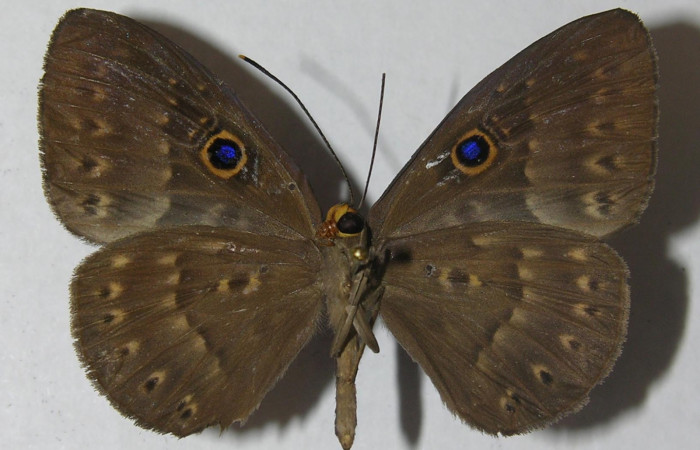 Fig. 2. Adulto <i>Eurybia lycisca</i> familia Riodinidae, vista ventral. Voucher 11-SRNP-32836- DHJ555669.