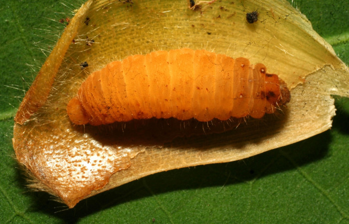 Fig. 12 Larva <i>Eurybia lycisca</i> Parasitada por familia de parásito Braconidae Triraphis Janzen124. Estación Pitilla, foto 09/29/2011. Voucher 11- SRNP-32952-DHJ484389.jpg.