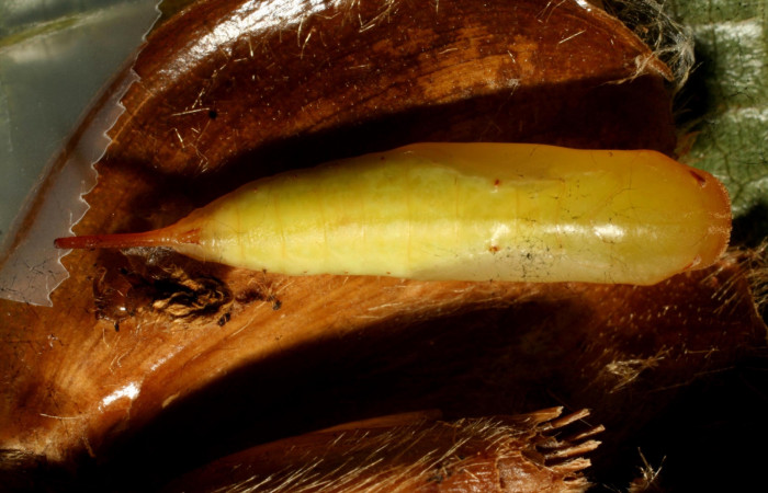 Fig. 6.Pupa <i>Eurybia lycisca</i> lateral entero. Voucher 11- SRNP-33034-DHJ484416.jpg.