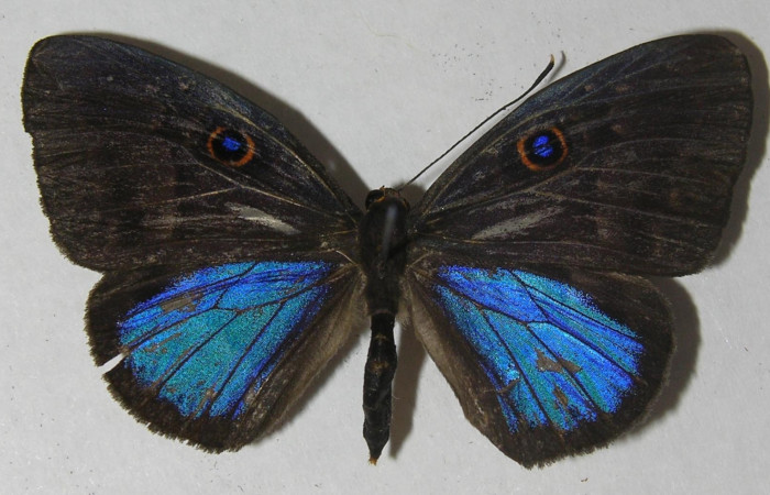 Fig. 3. Adulto <i>Eurybia lycisca</i>[ familia Riodinidae vista dorsal, tamaño 43mm. Voucher 11- SRNP-33060-DHJ555678.