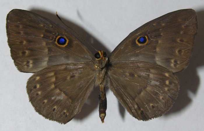 Fig. 4. Adulto <i>Eurybia lycisca</i> familia Riodinidae vista ventral, tamaño 43mm. Voucher 11- SRNP-33060-DHJ555679.