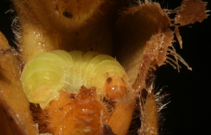 Fig. 9.Larva <i>Eurybia lycisca</i> último estadio, Sendero Memos. Voucher 17-SRNP-41116- DHJ725340.jpg.