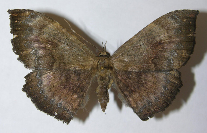 Figura 12. Vista Dorsal, <i>Hemeroblemma ochrolinea</i> (Erebidae).11-SRNP-65701-DHJ549030.
 
