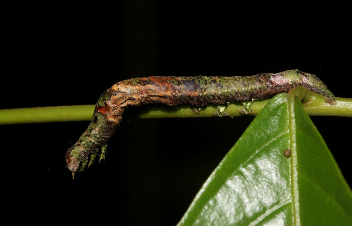 Figura 4. Vista lateral, <i>Hemeroblemma ochrolinea</i> (Erebidae). 18-SRNP-27323-DHJ731805.
