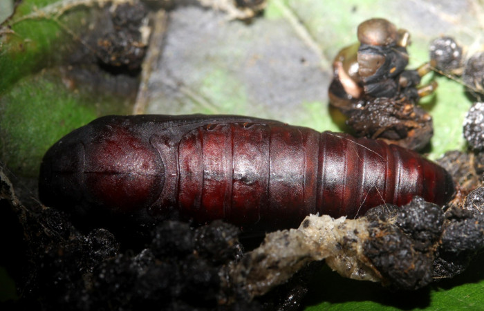 Figura 9. Pupa <i>Hemeroblemma ochrolinea</i> (Erebidae).18-SRNP-27324-DHJ731846.