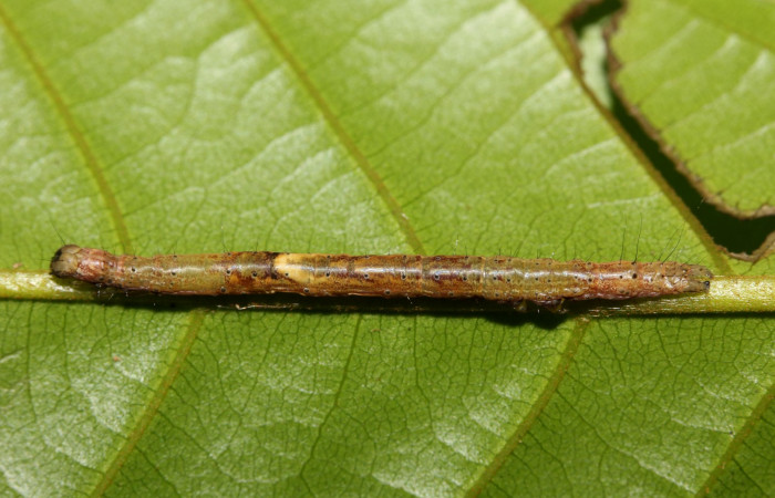 Figura 2. Larva en sus primeros estadíos. <i>Hemeroblemma ochrolinea</i> (Erebidae).18-SRNP-27439-DHJ731899.