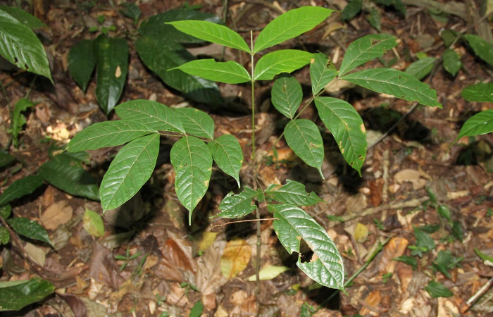 Fig 1. Planta hospedera donde se alimenta <i>Hemeroblemma ochrolinea</i> (Erebidae) </i>Tachigali costaricense (Fabaceae).
 
