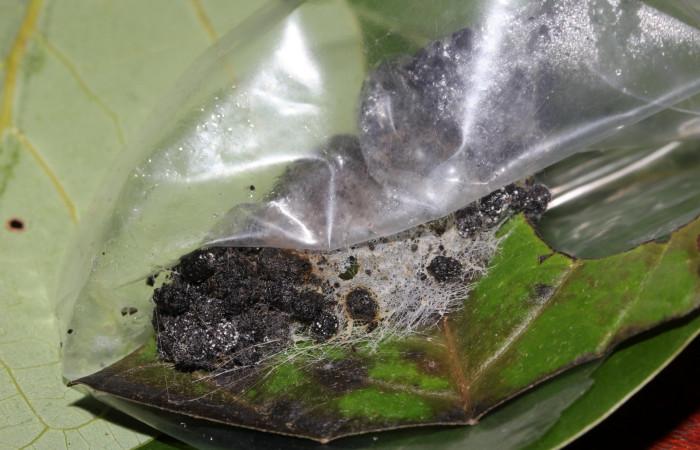 Figura 8. Detalle de refugio, <i>Hemeroblemma ochrolinea</i> (Erebidae). 18-SRNP-27324-DHJ731848.