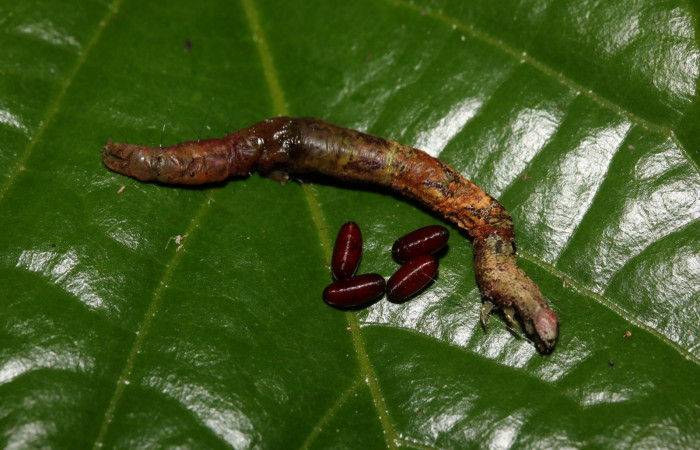 Figura 11. Detalle de puparios de (Tachinidae), junto a cadáver de larva, <i>Hemeroblemma ochrolinea</i> (Erebidae).18-SRNP-27441-DHJ731892.