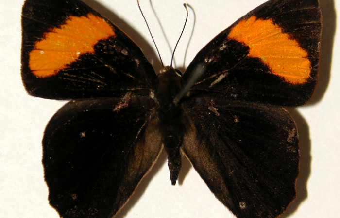 Figura 12. Posición dorsal del adulto, <i>Euselasia rhodongyne</i> de la familia (Ridinidae). Voucher, 03-SRNP-11605- DHJ91948.