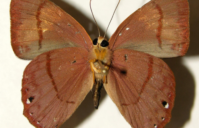 Figura 13. Posición ventral del adulto, <i>Euselasia rhodongyne</i> de la familia (Ridinidae) Voucher, 03-SRNP-11605-DHJ91949.