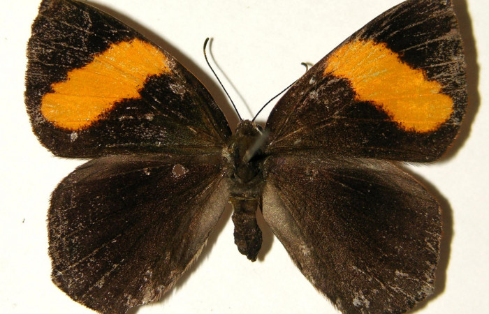 Figura 14. Posición dorsal del adulto, <i>Euselasia rhodongyne</i> de la familia (Ridinidae.) Voucher, 03-SRNP-11640-DHJ91950.