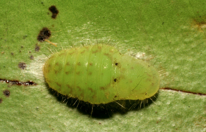 Figura 11.Pupa de <i>Euselasia rhodongyne</i> de la familia (Ridinidae). Voucher, 07-SRNP-42252- DHJ427945.