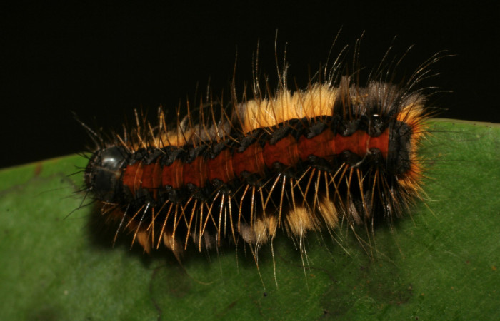 Figura 7. Lateral de la larva <i>Euselasia rhodongyne</i> de la familia (Riodinidae). Voucher, 07-SRNP-42267-DHJ427950.