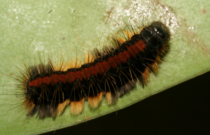 Figura 6. Dorso de la larva <i>Euselasia rhodongyne</i> de la familia (Riodinidae). Voucher, 07-SRNP-42267-DHJ427958.