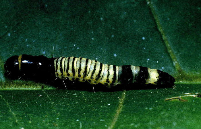 Figura 6. Detalle de último estadío de <i>Stenoma fenestra</i>, (Depressaridae). 04-SRNP-33582-DHJ84802.