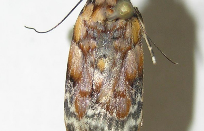 Figura 15. Dorsal de <i>Stenoma fenestra</i> (Depressaridae). 04-SRNP-34508-DHJ340338.