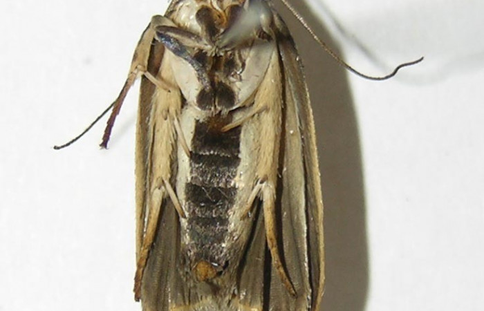 Figura 16. Ventral de <i>Stenoma fenestra</i> (Depressaridae). 04-SRNP-34508-DHJ340339.