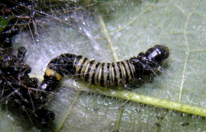 Figura 5. Detalle dorsal <i>Stenoma fenestra</i> (Depressaridae). 04-SRNP-56089-DHJ402174.