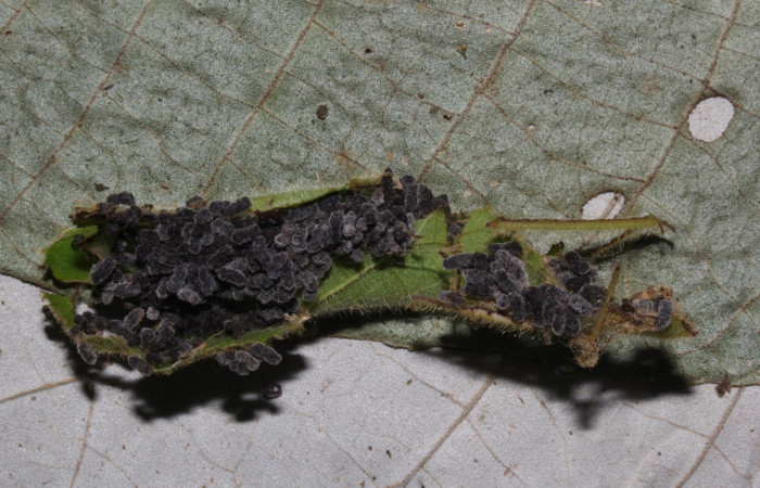 Figura 9. Detalle de refugio, <i>Stenoma fenestra</i> (Depressaridae). 17-SRNP-32512-DHJ740901.