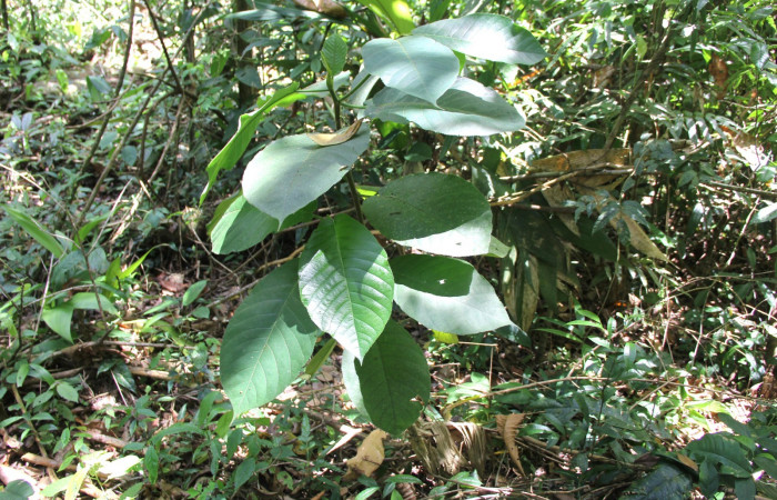 Fig 1. Planta hospedera donde se alimenta <i>Stenoma fenestra</i> (Depressaridae) <i>Castilla elastica</i> (Moraceae).