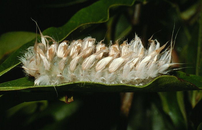 Figura 4. Larva último estadio de <i>Megalopyge hina</i> (Megalopygidae) posición lateral. Sector Cacao, Sendero Abajo. Voucher 03-SRNP-3787-DHJ72608.jpg.