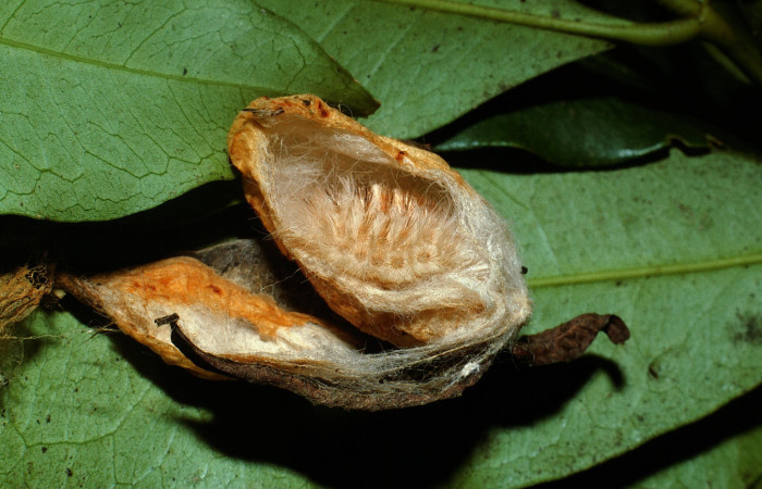 Figura 7. Capullo de <i>Megalopyge hina</i> (Megalopygidae) abierto dentro la prepupa. Voucher 03-SRNP-4582-DHJ73442.jpg.