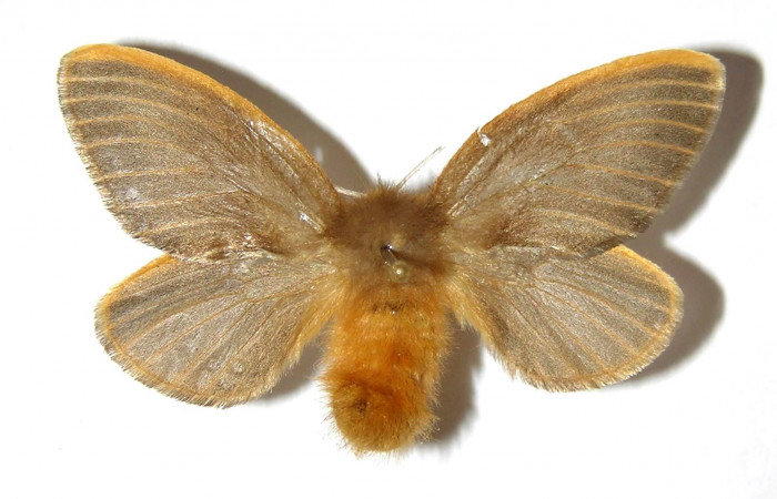 Figura 1. Adulto <i>Megalopyge hina</i> (Megalopygidae) hembra, posición dorsal. Voucher 04-SRNP-35306-DHJ329532.jpg.