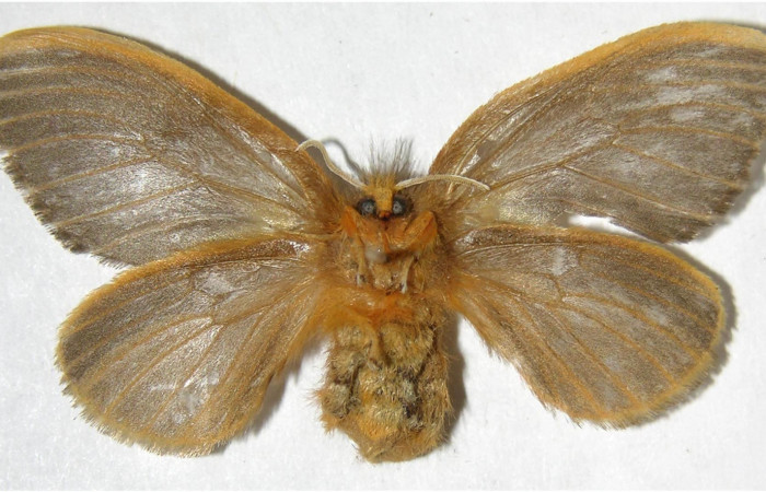 Figura 9. hembra de <i>Megalopyge hina</i> (Megalopygidae) vista ventral. Voucher 07-SRNP-35572-DHJ381013.jpg.
