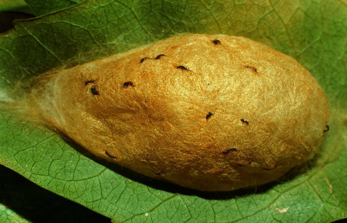 Figura 6. Capullo de <i>Megalopyge hina</i> (Megalopygidae) sin eclosionar. Voucher 96-SRNP-978-DHJ27431.jpg.