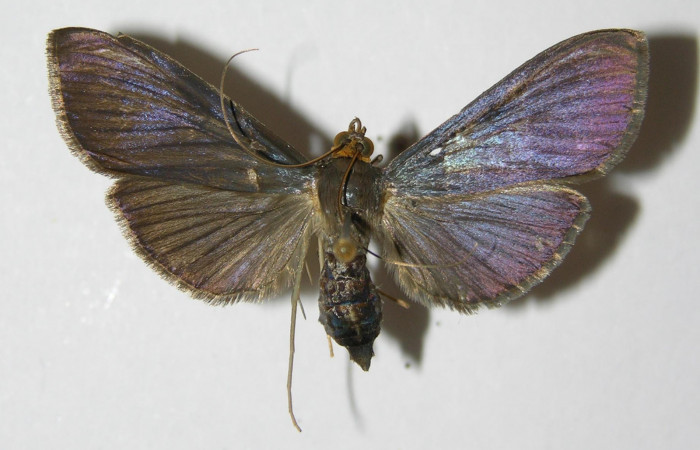 Figura 1. Adulto hembra <i>Phostria metalobalis</i>, (Crambidae), mide 40mm, posición vista dorsal. (00-SRNP-16035-DHJ331948.jpg).