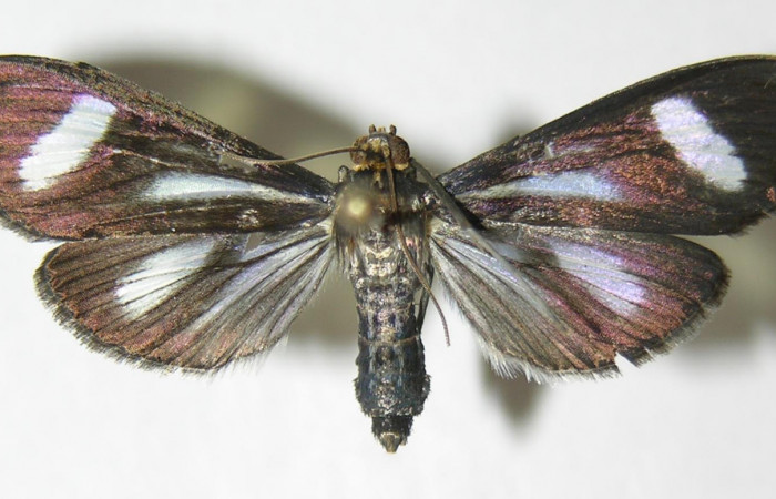 Figura 18. Adulto <i>Phostria euagra</i>, (Crambidae), mide 40mm, posición vista dorsal. (05-SRNP-43180-DHJ342626.jpg).