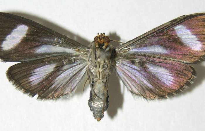 Figura 19. Adulto <i>Phostria euagra</i>, (Crambidae), mide 40mm, posición vista ventral. (05-SRNP-43180-DHJ342627.jpg).