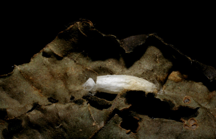 Figura 17. Parásito <i>Apanteles felixcarmonai</i>, de la larva <i>Phostria euagra</i>, (Crambidae), Sector Rincon Rain Forest,  Rio Francia Arriba, (elevación 400 metros) 6 Enero 2008. (05-SRNP-43181-DHJ436427.jpg).