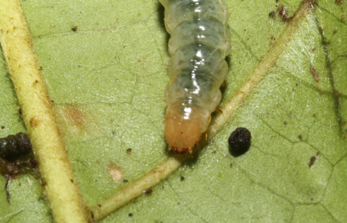 Figura. 15 Larva en último estadio <i>Phostria euagra</i>, (Crambidae), posición cabeza, alimentándose en <i>Chimarrhis parviflora</i> (Rubiaceae). Sector Rincón Rain Forest, Rio Francia Arriba, (elevación 400 metros). (13-SRNP-41180-DHJ707671.jpg).