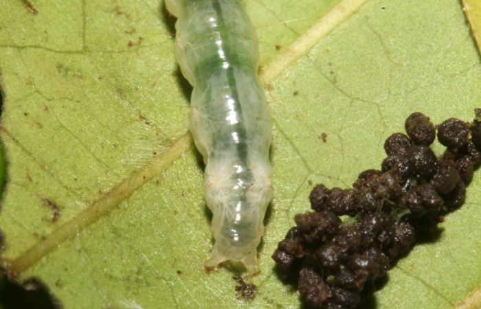 Figura. 16 Larva en último estadio <i>Phostria euagra</i>, (Crambidae), posición extremo, posterior alimentándose en <i>Chimarrhis parviflora</i> (Rubiaceae). Sector Rincón Rain Forest, Rio Francia Arriba, (elevación 400 metros). (13-SRNP-41180-DHJ707672.jpg).