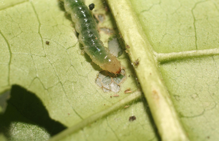 Figura. 5 Larva en tercer estadio <i>Phostria metalobalis</i>, (Crambidae), posición cabeza alimentándose en <i>Genipa americana</i> (Rubiaceae). Sector Rincón Rain Forest, Sendero Selva, (elevación 410 metros).(18-SRNP-80491-DHJ715089.jpg). Foto Anabelle Córdoba 20 Julio 2018.