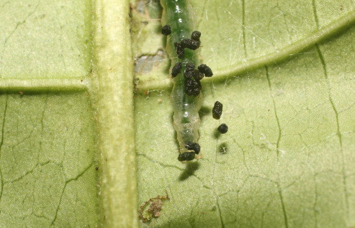 Figura. 6 Larva en tercer estadio <i>Phostria metalobalis</i>, (Crambidae), posición extremo posterior alimentándose en <i>Genipa americana</i> (Rubiaceae). Sector Rincón Rain Forest, Sendero Selva, (elevación 410 metros). (18-SRNP-80491-DHJ715090.jpg). Foto Anabelle Córdoba .20 Julio 2018.
