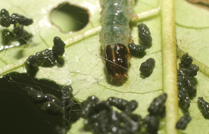 Figura. 8 Larva en último estadio <i>Phostria metalobalis</i>, (Crambidae), posición cabeza alimentándose en <i>Genipa americana</i> (Rubiaceae). Sector Rincón Rain Forest, Sendero Selva, (elevación 410 metros). (18-SRNP-80491-DHJ715128.jpg). Foto Anabelle Córdoba 3 Agosto 2018.