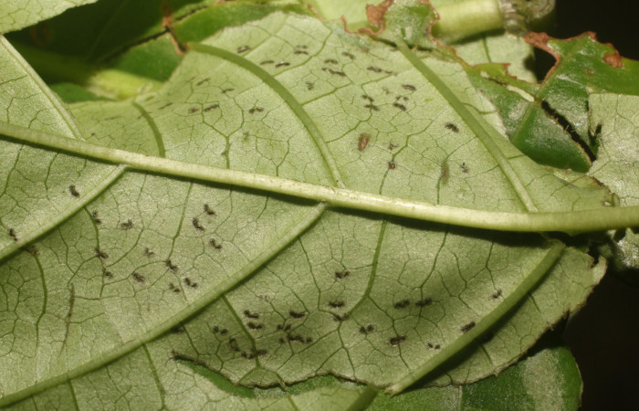 Figura. 10 Prepupa <i>Phostria metalobalis</i>, (Crambidae), dentro de la casita. Sector Rincón Rain Forest, Sendero Selva, (elevación 410 metros). (18-SRNP-80491-DHJ715194.jpg). Foto Anabelle Córdoba 8 Agosto 2018.