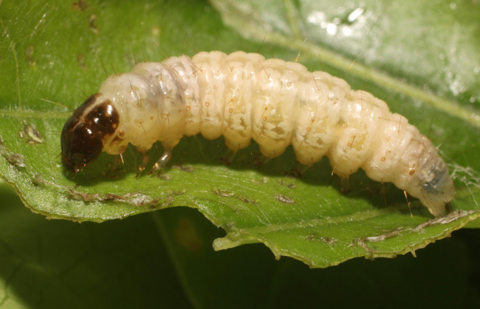 Figura. 11 Prepupa <i>Phostria metalobalis</i>, (Crambidae), posición Lateral. Sector Rincón Rain Forest, Sendero Selva, (elevación 410 metros). (18-SRNP-80491-DHJ715195.jpg). Foto Anabelle Córdoba 8 Agosto 2018.