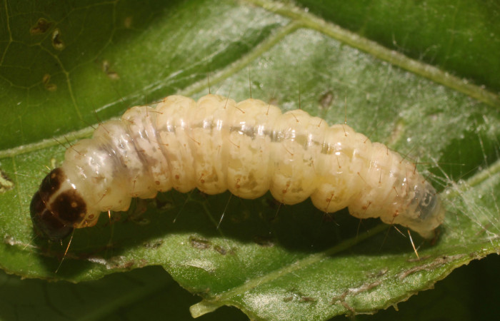 Figura. 12 Prepupa <i>Phostria metalobalis</i>, (Crambidae), posición dorsal. Sector Rincón Rain Forest, Sendero Selva, (elevación 410 metros). (18-SRNP-80491-DHJ715196.jpg). Foto Anabelle Córdoba 8 Agosto 2018.