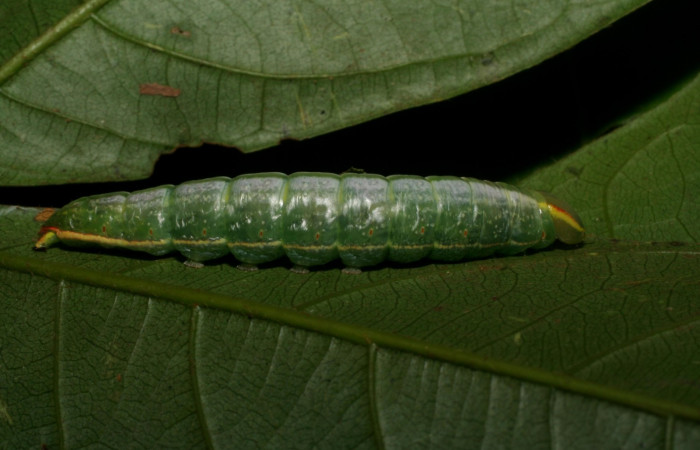  Larva en posición lateral de <i>Hemiceras zula</i> (Notodontidae), U estadio. Sector Pitilla, Pasmompa. Voucher 07-SRNP-32698- DHJ426967.jpg.
