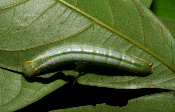 Larva en posición dorsal de <i>Hemiceras zula</i> (Notodontidae), U estadio. Sector Pitilla, Pasmompa. Voucher 07-SRNP-32698-DHJ426964.jpg.