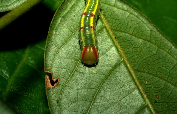 Cabeza en posición frontal de Hemiceras zula</i> <i>Notodontidae), PU estadio. Sector Pitilla, Pasmompa. Voucher 07-SRNP-32704-DHJ426975.jpg.