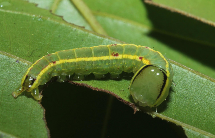 Cabeza en posición frontal de <i>Hemiceras zula</i> (Notodontidae), PU estadio. Sector Rincon Rain Forest, Botarrama. Voucher 18- SRNP-45684-DHJ718830.jpg.