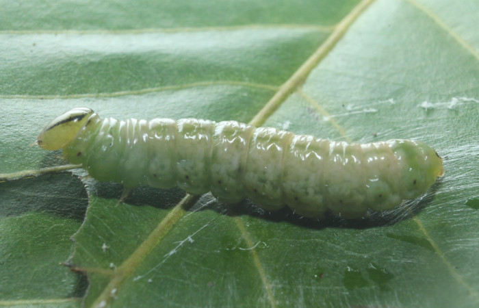 Larva en posición lateral de <i>Hemiceras zula</i> (Notodontidae), prepupa. Sector Rincon Rain Forest, Botarrama. Voucher 18-SRNP-45684- DHJ718859.jpg.