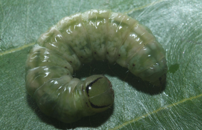 Larva en posición dorsal de <i>Hemiceras zula</i> (Notodontidae), prepupa. Sector Rincon Rain Forest, Botarrama. Voucher 18-SRNP-45684- DHJ718861.jpg.