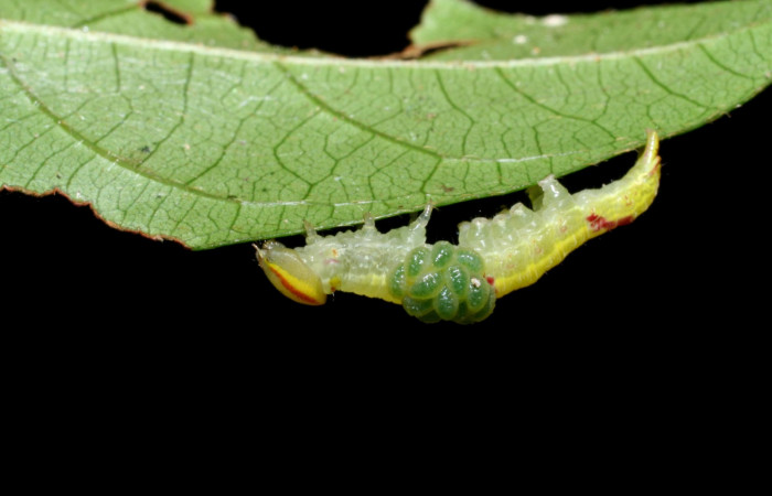 Larvas parásitas <i>Euplectrus xiomarae</i> sobre <i>Hemiceras zula</i> (Notodontidae). Sector
Cacao, Quebrada Otilio. Voucher 07- SRNP-46378-DHJ436877.jpg.