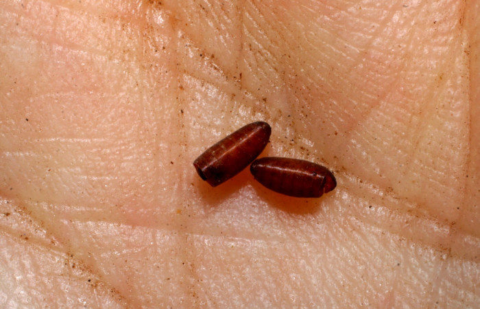 Puparios <i>Ceromya</i> janzen02 Parásito de larva <i>Hemiceras zula</i> (Notodontidae), Sector Pitilla, Pasmompa. Voucher 07-SRNP-32695-